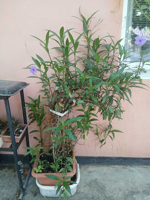 Продам цветочки.