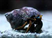 Turbos, Eremitas e Nassarius (equipes de limpeza aquario )