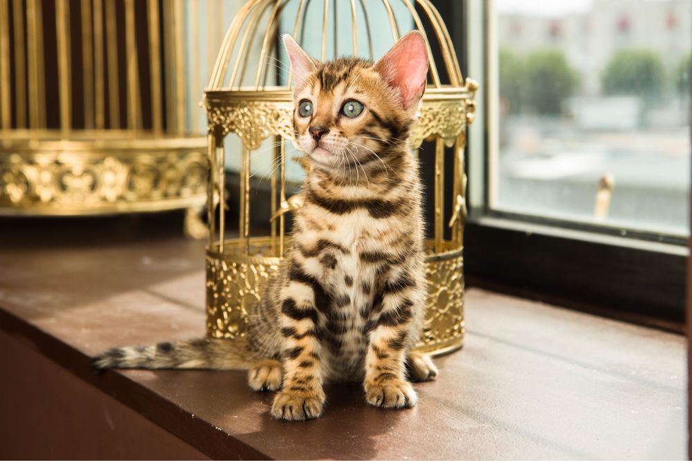 Бенгальскі кошенята з родоводом!