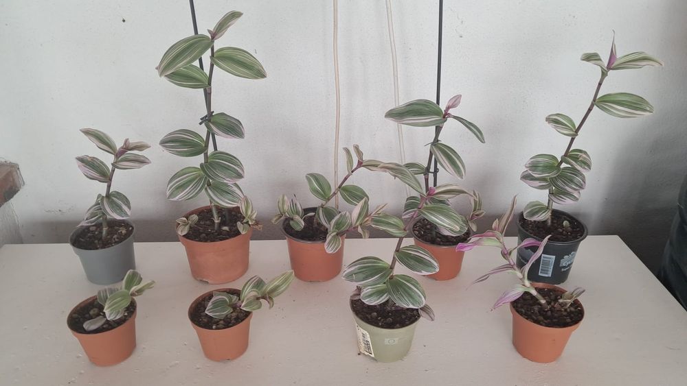 Tradescantia Nanouk ou planta da Felicidade, desde 2€.