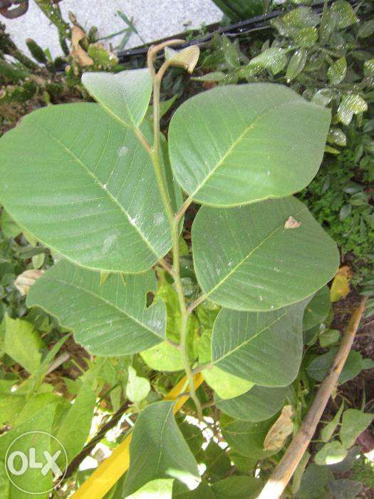 arvores de fruto nespereira magnoreiro loureiro maracujá anona phisali