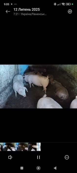 Продам свинки ремки на плем'я трьохпородний гібрид