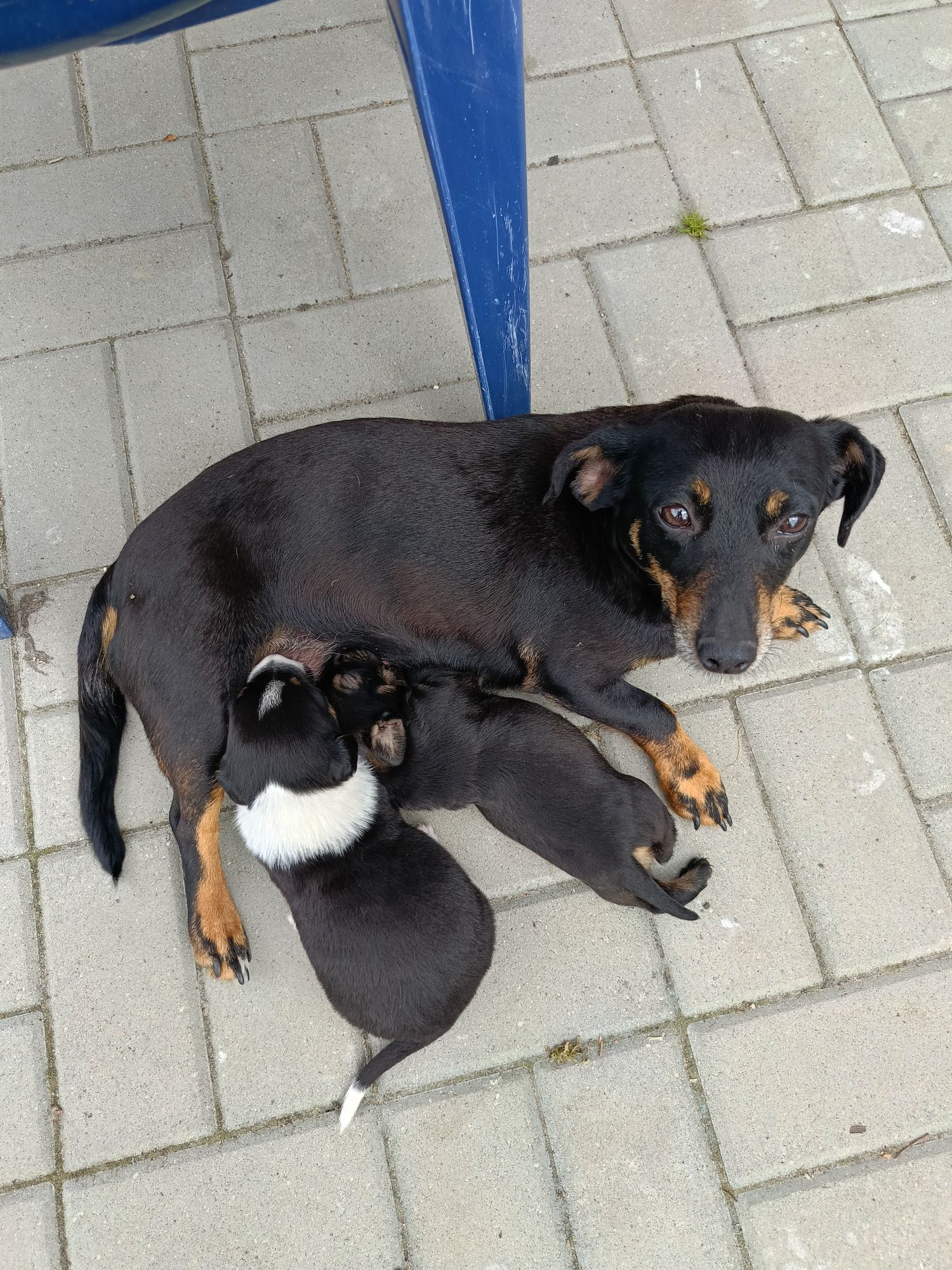 Oddam pieski w dobre ręce