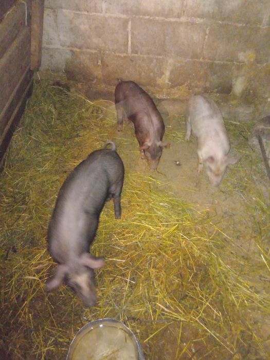 Продам  попосят.