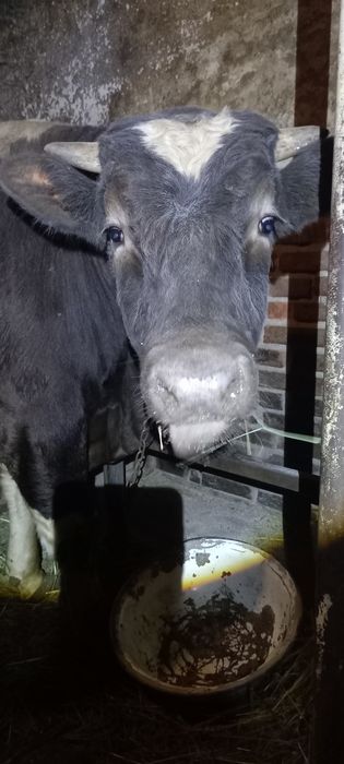 Продам бика живою вагою