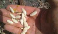 Семена насiння кабака гарбуза тыквы посевной материал Болгарка Серая