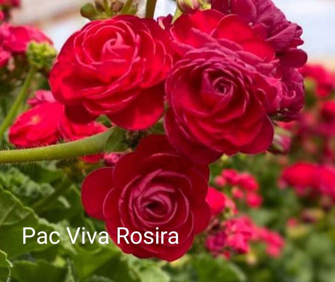 Пеларгонія PAC Viva Rosita
