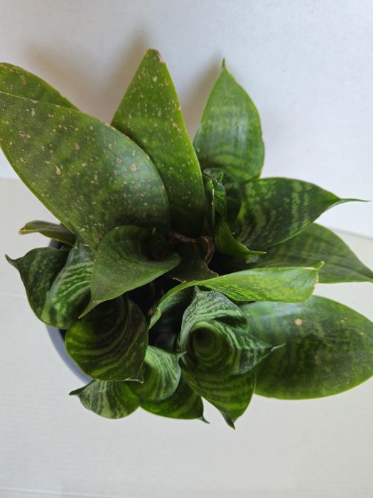 Planta Espada de São Jorge em Vaso Plástico 12 cm