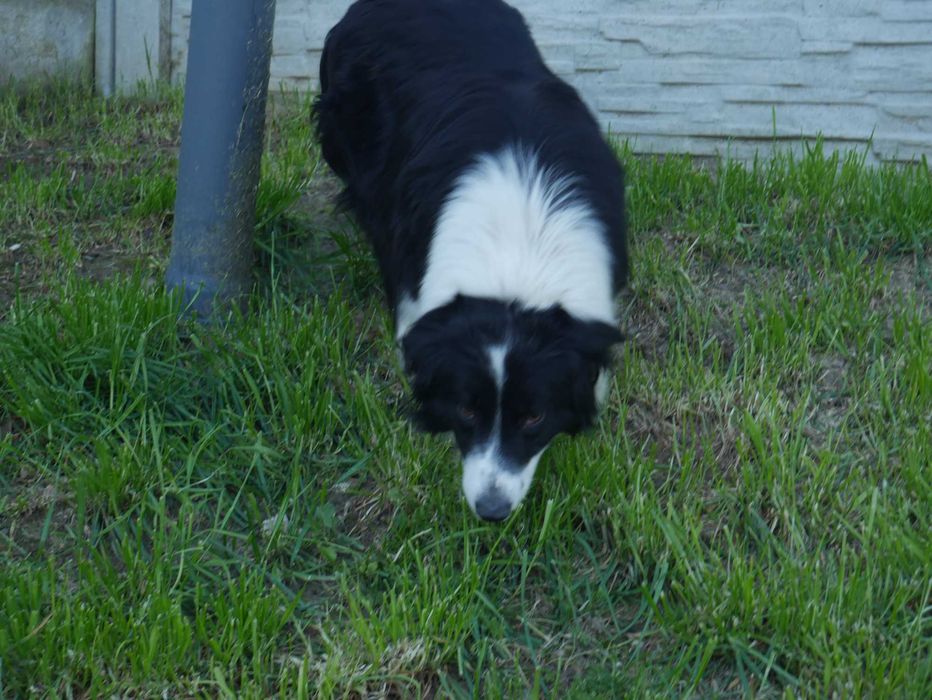Border Collie Blue Merle