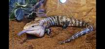 Terrário com Blue Tongue Skink e complemento