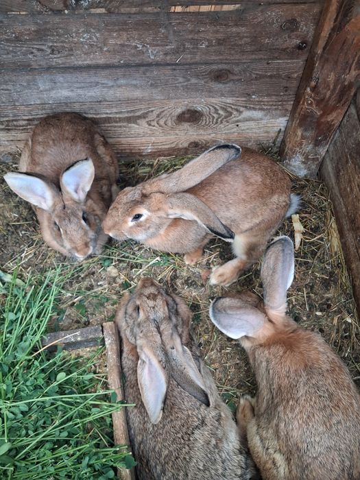 Продаються кролички