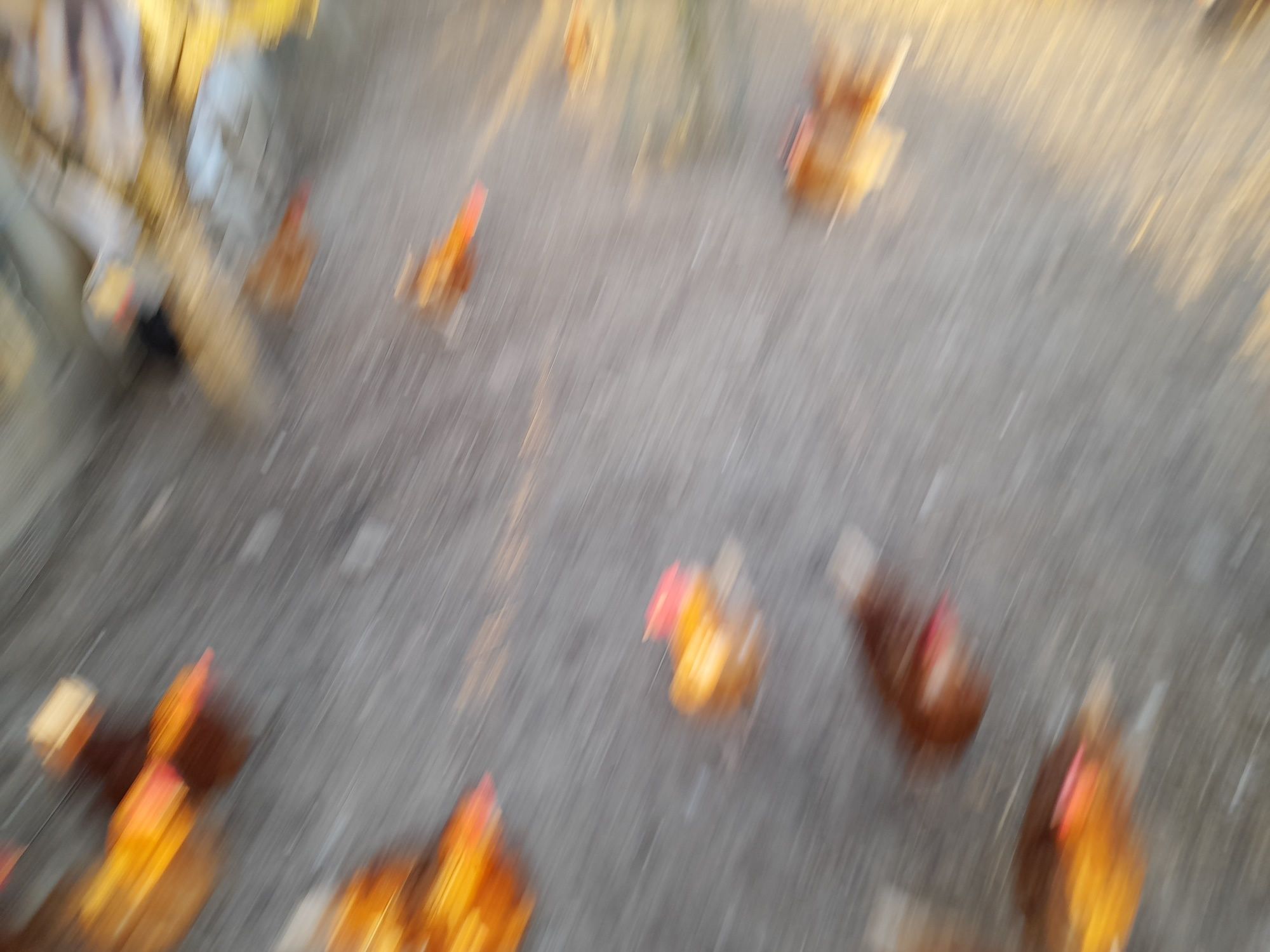 Ovos caseiros biológicos-3,0€ a dúzia'