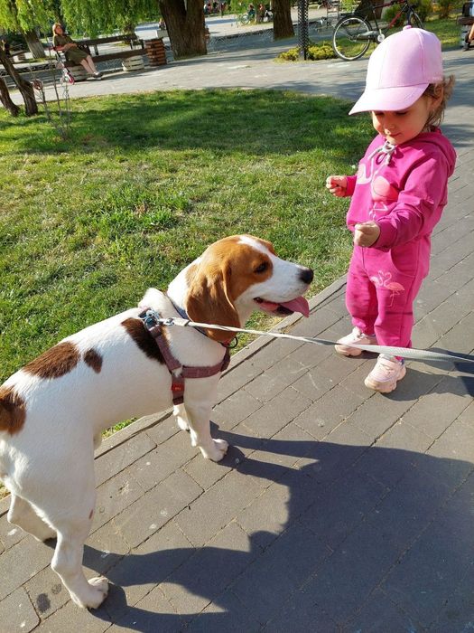 Шукає наречену хлопчик- біглік Бадді