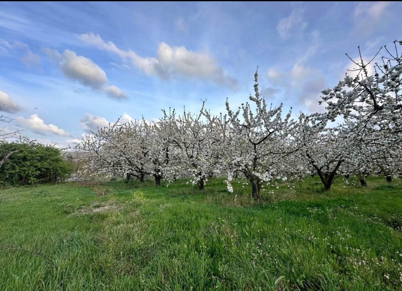 Terreno agrícola com cerca de 80 cerejeiras