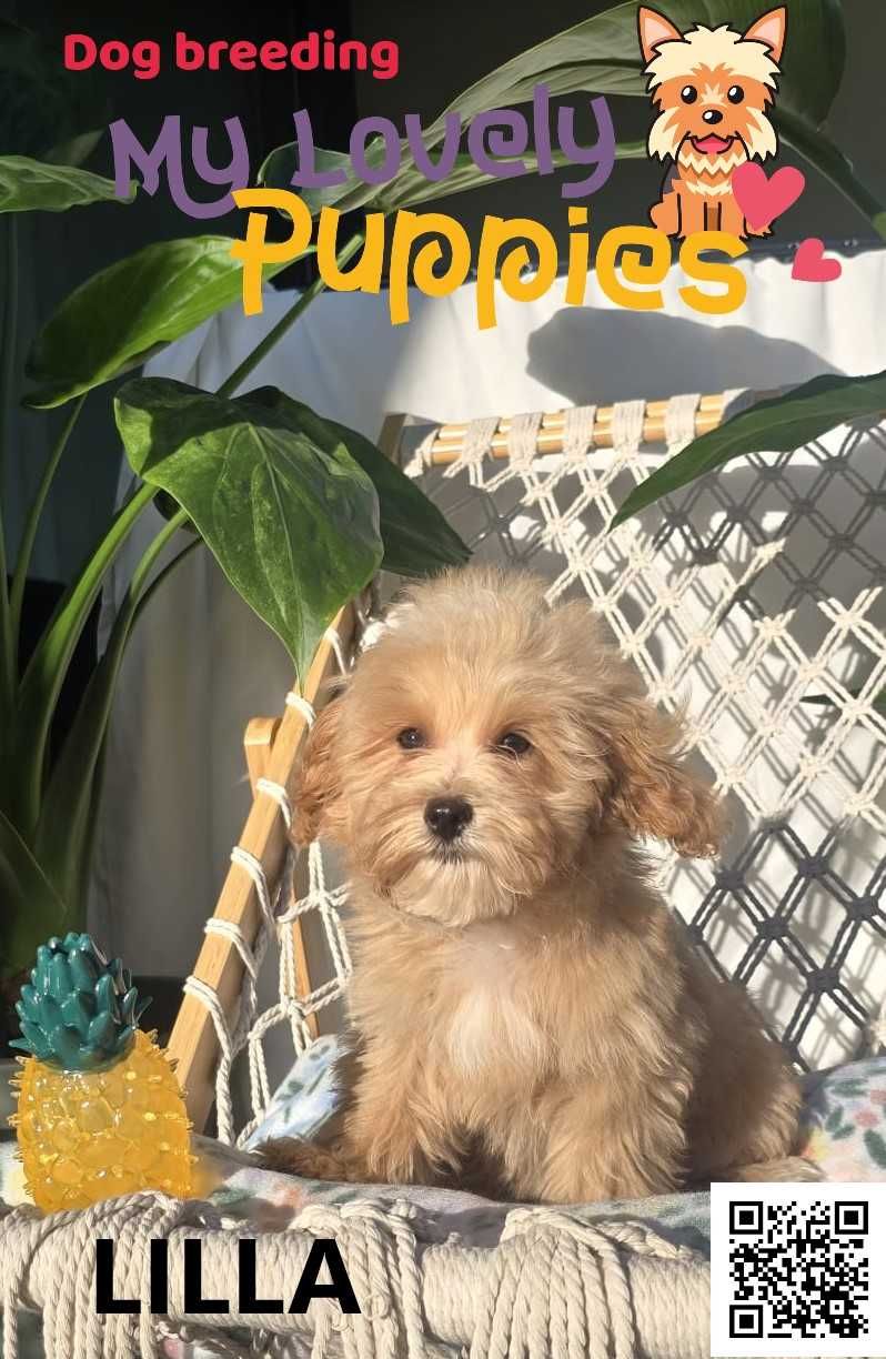 Maltipoo śliczna dziewczynka Lilla