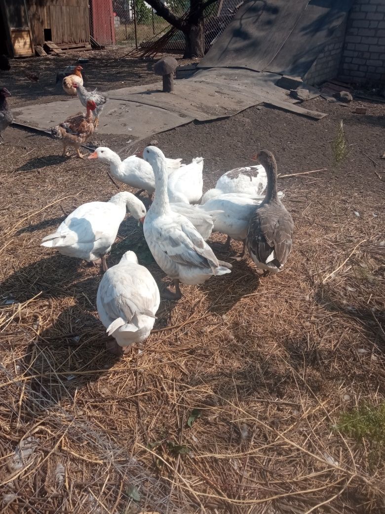 Продам кіз(4міс.), курей та гусей(4міс.)