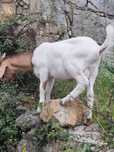 Vendo cabrito raça  Boer