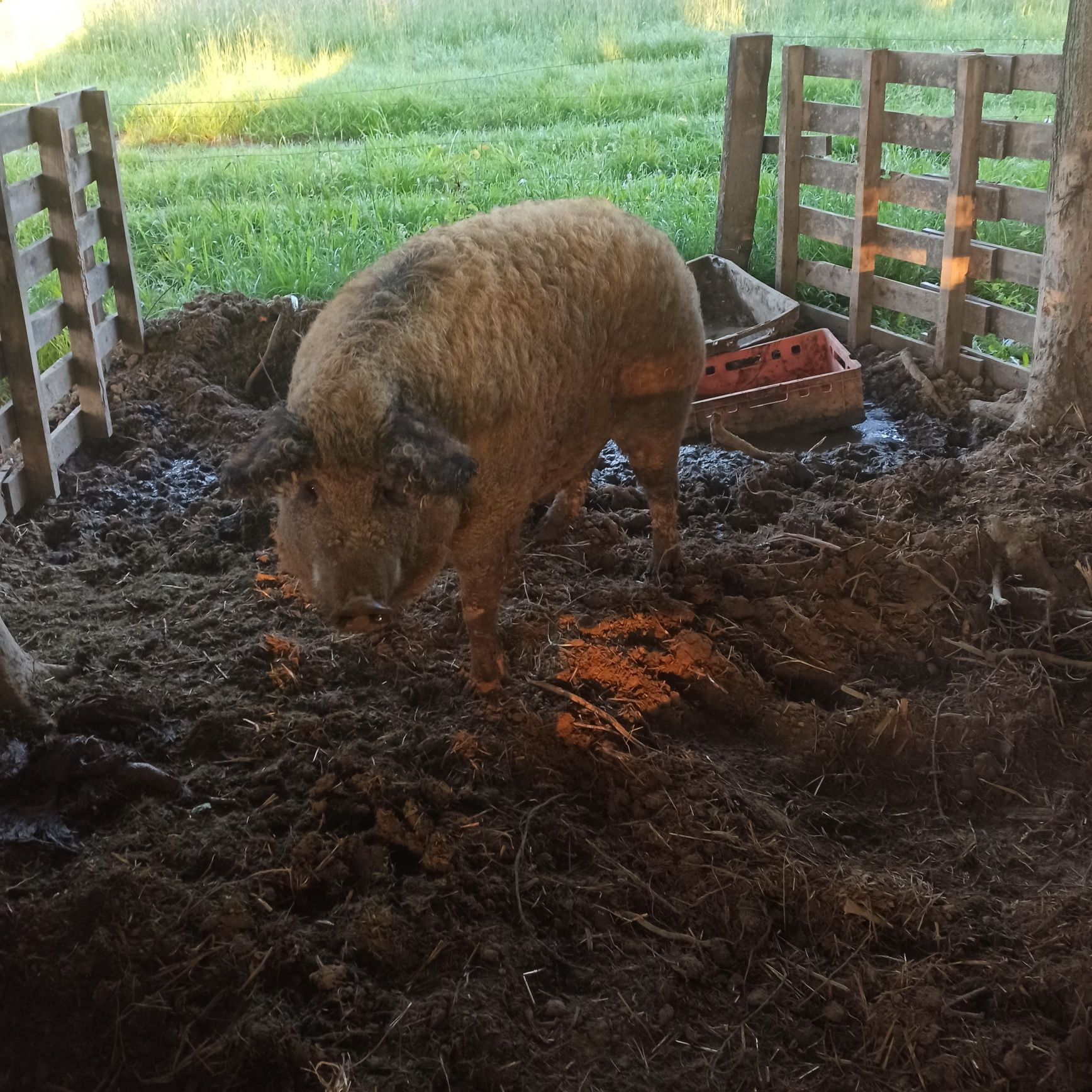 Mangalica, świnia węgierska, locha, maciora z 2022