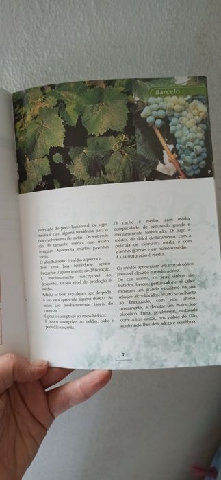 Catálogo castas recomendadas da Região do Dão