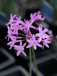 Растения для пруда Tulbaghia violacea