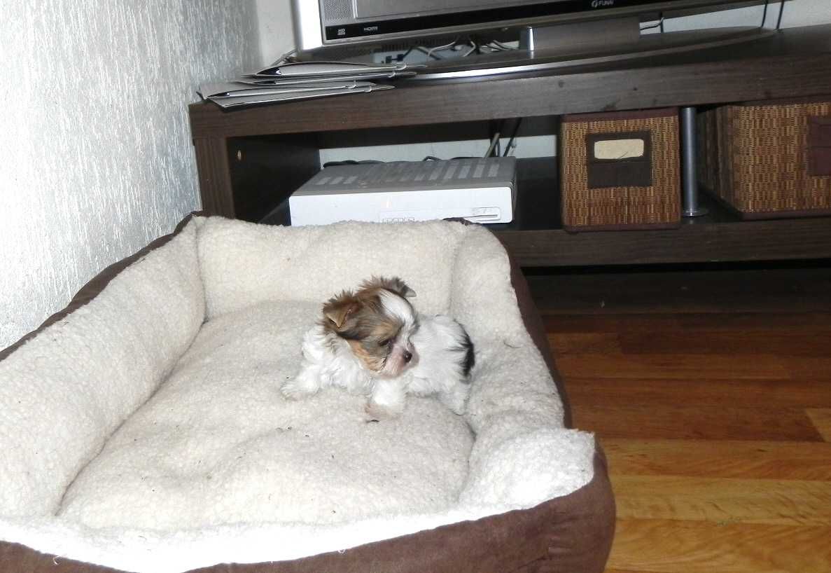 Biewer Yorkshire terrier-chłopak z rybnika