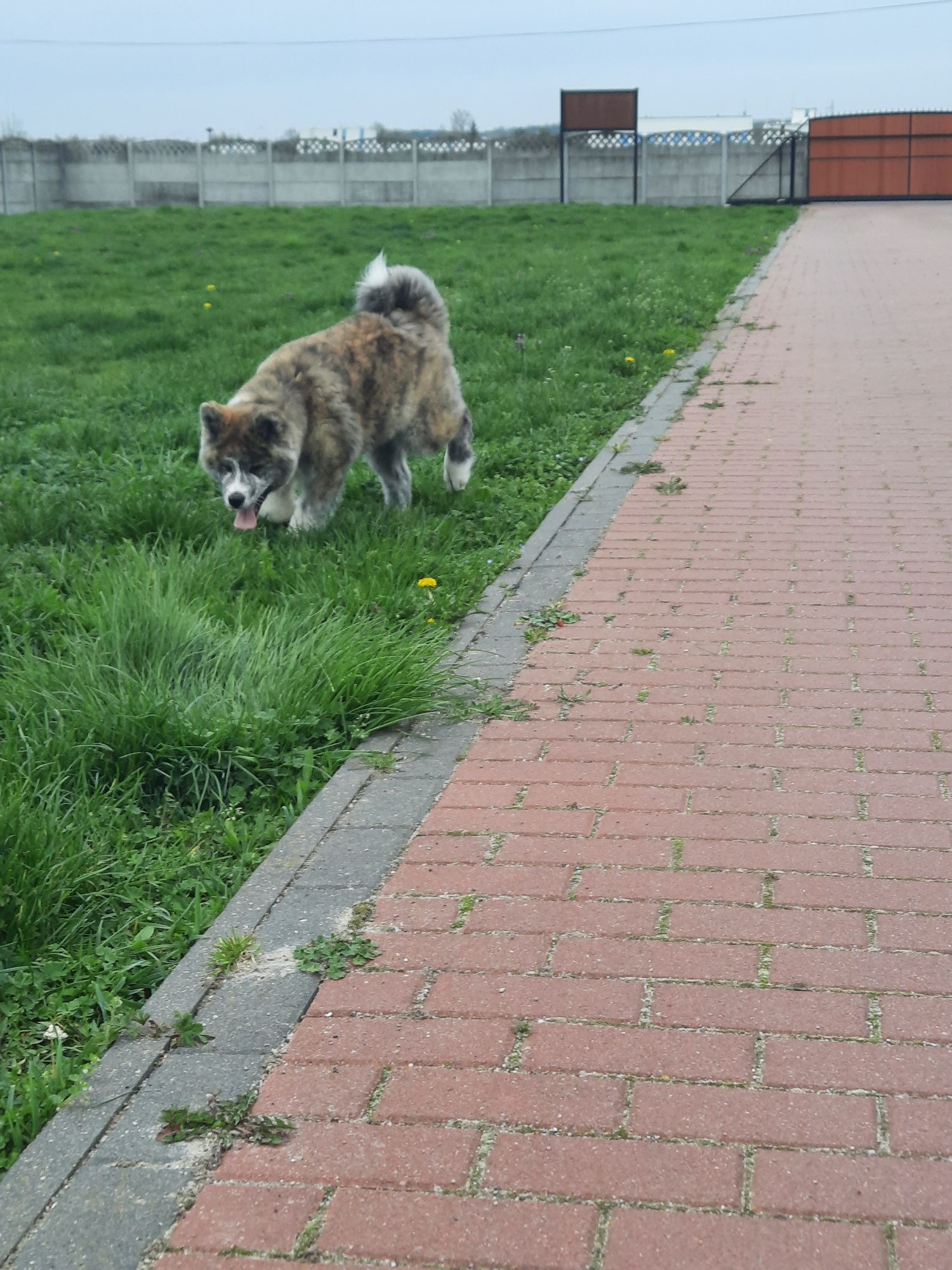 Piekny samiec akita japońska pregowana do odbioru ZKwP