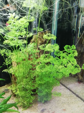 Roślinka akwariowa Limnophila sessiliflora