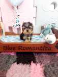 Yorkshire terrier xxs piękny piesek