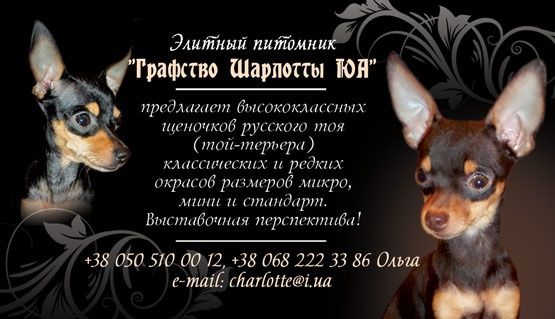 Настоящее чудо - шоколадная микрочка отЧемпионов! Док.КСУ,чип,привита!