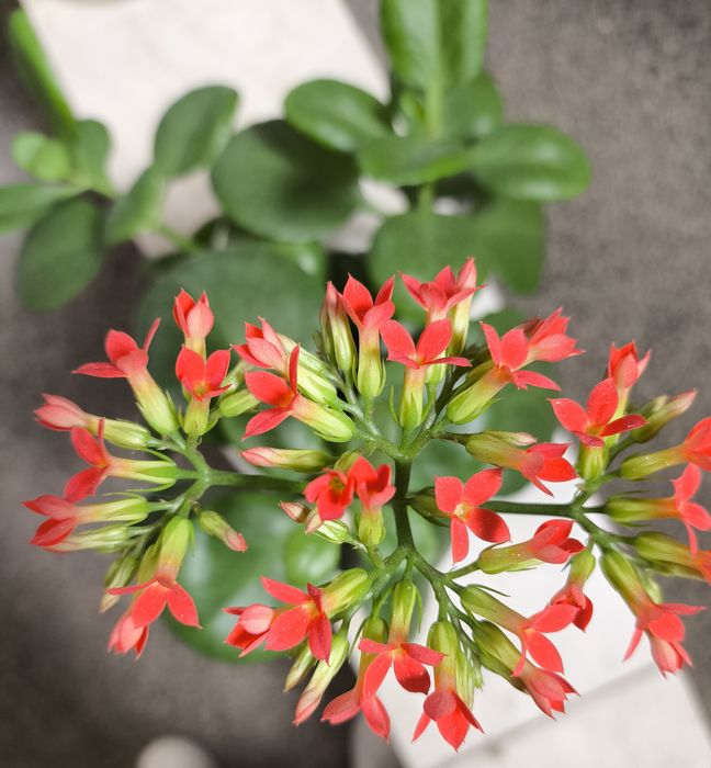 Продам кімнатні квіти,