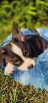 Chłopak welsh corgi cardigan
