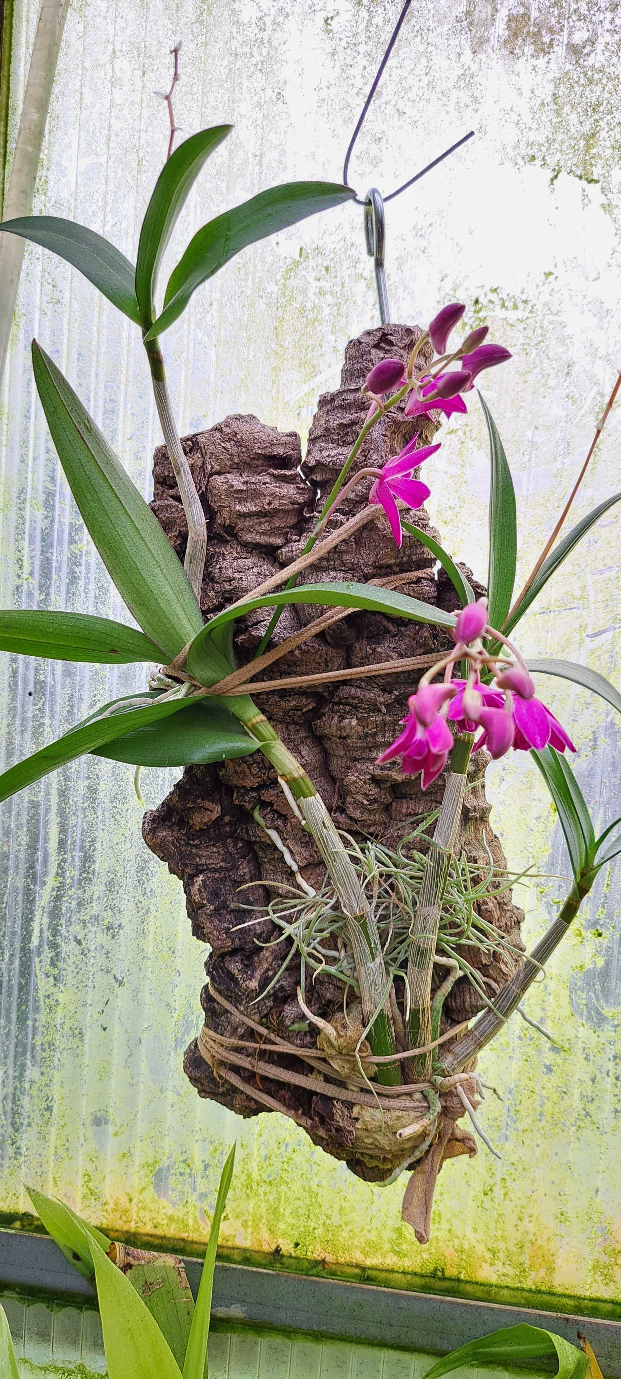 Vendo Dendrobium  Berry Oda