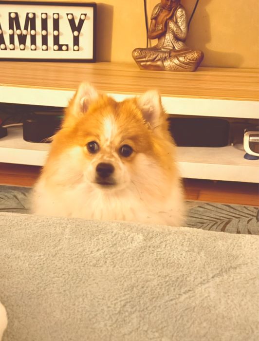 Chico adoção muito responsável- ler a descrição