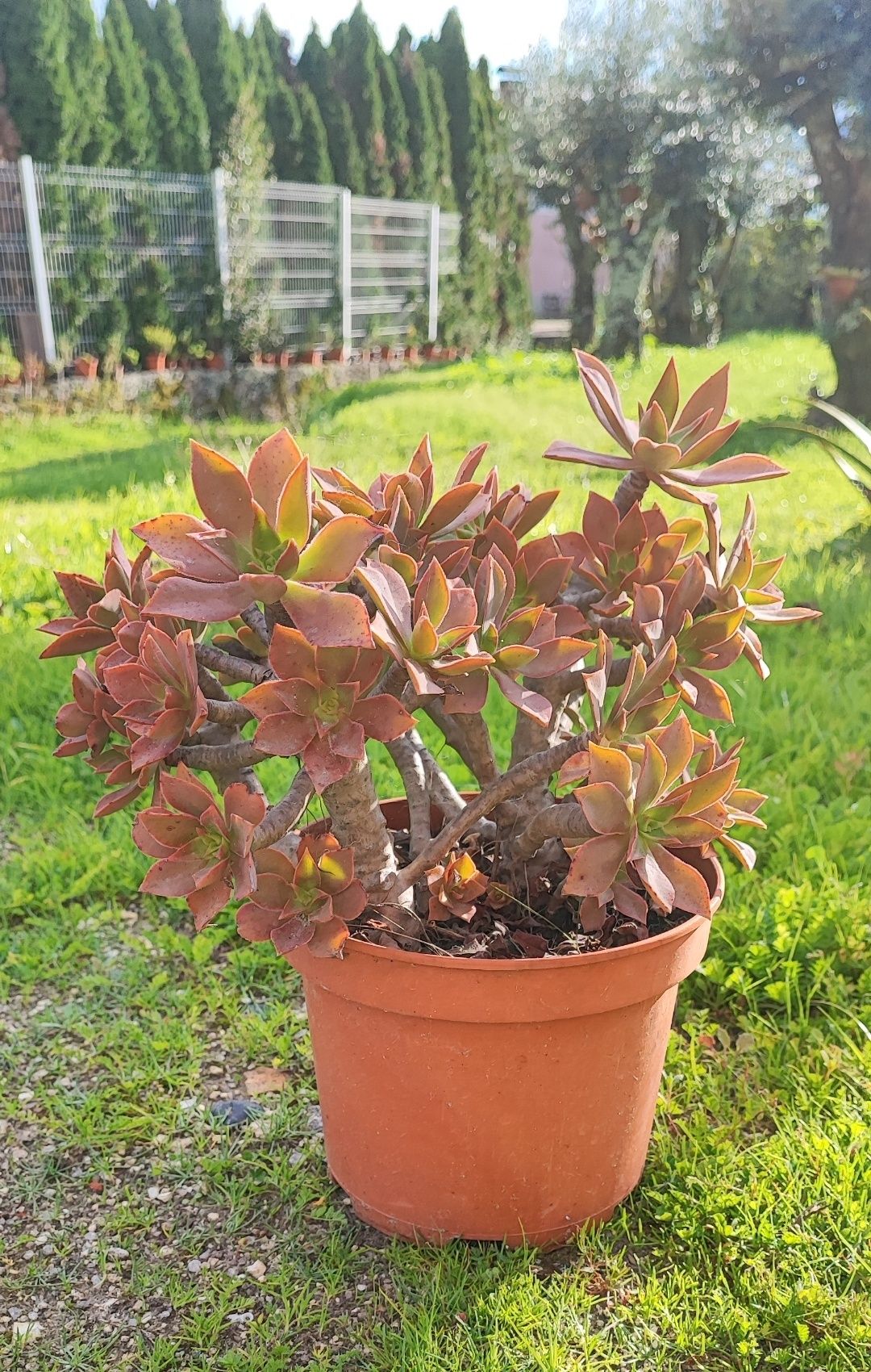 Planta suculenta