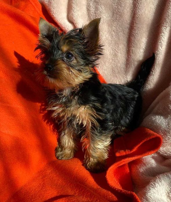 Dodo i Dusia  gotowi do zmiany domku