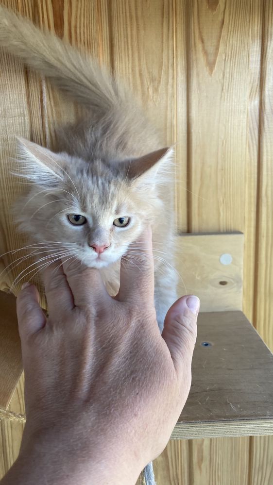 Кошеня Блонда, 2,5 міс, мейнкун, 5500 грн