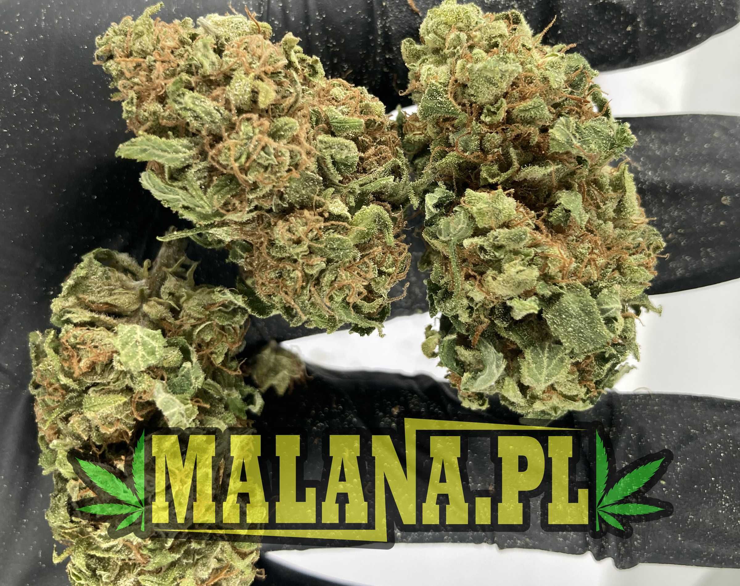 Jasny Lekki Susz CBD White Widow 10g MALANA.PL