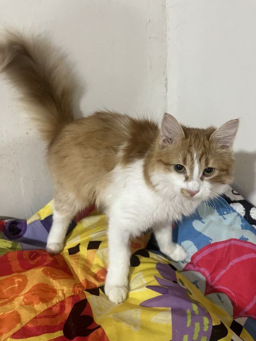 Рыженькая девочка в добрые руки!