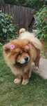 Chow Chow  Słodki Miś