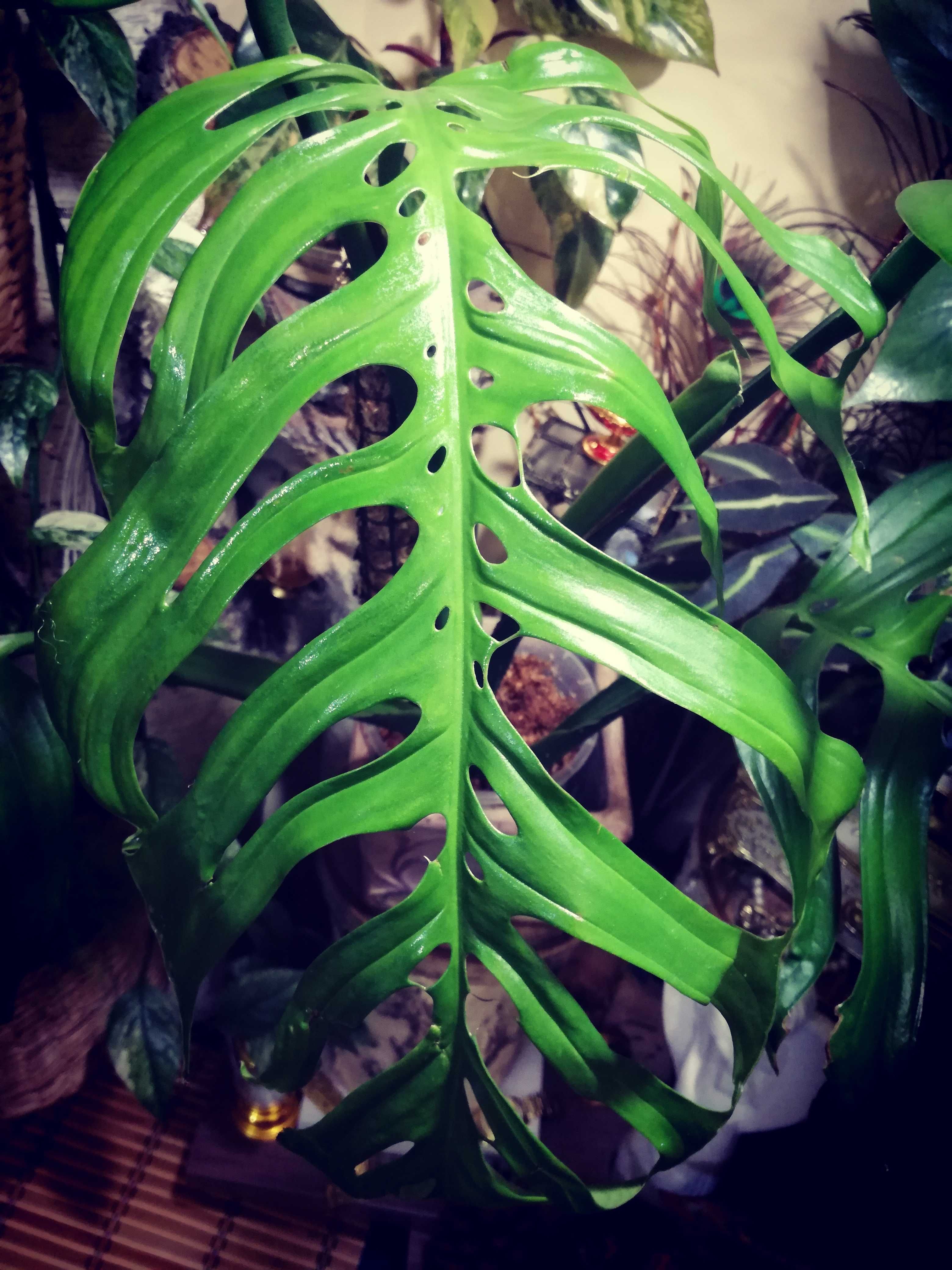 Monstera Esqueleto Epipremnoides REZERWACJA philodendron variegata