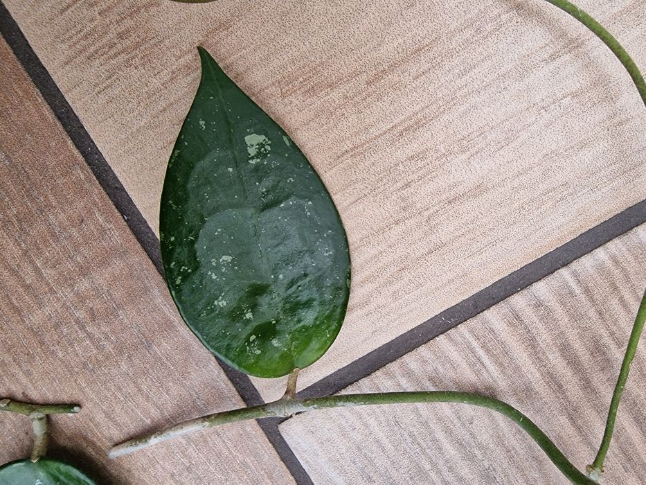 Hoya Black margin sadzonki ciete