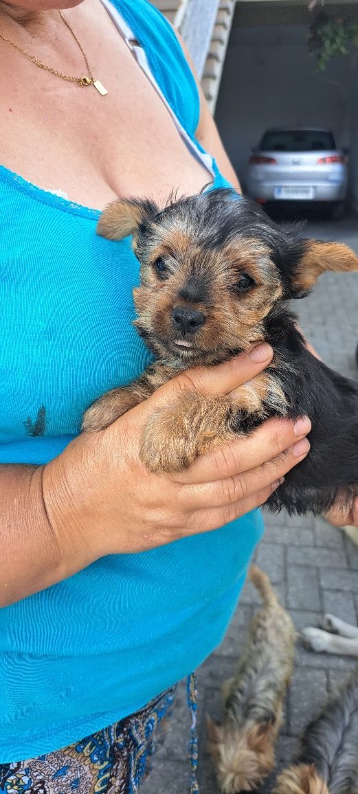 Yorkshire terrier macho