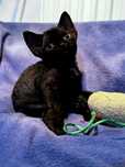 Kotka Devon Rex czarna
