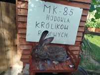 Samiec olbrzym belgijski