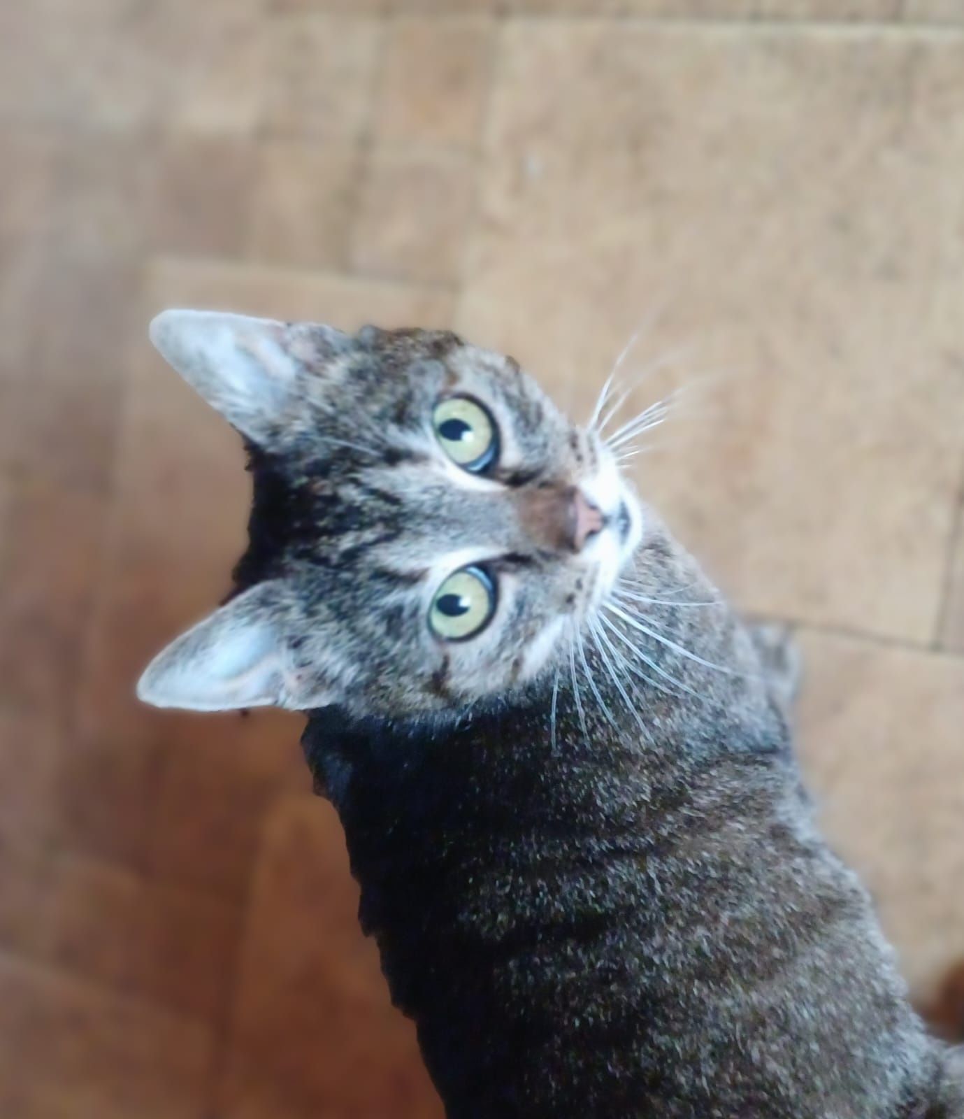 Marcysia do adopcji