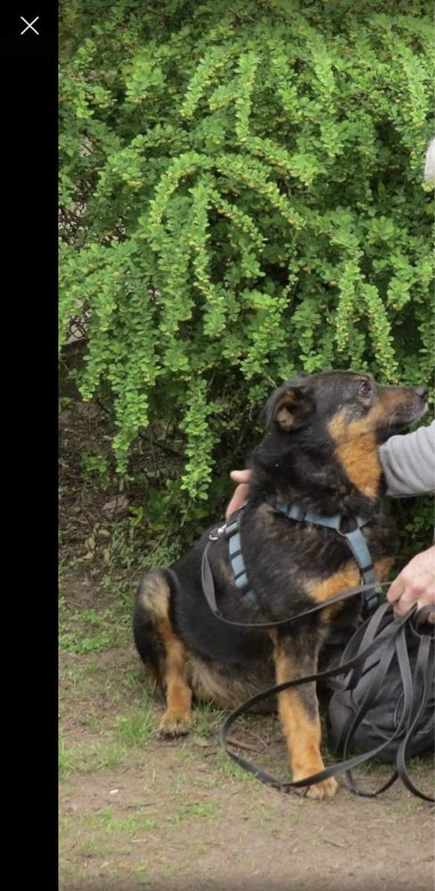 Delikatny piesek do kolana szuka spokojnego domu do adopcji