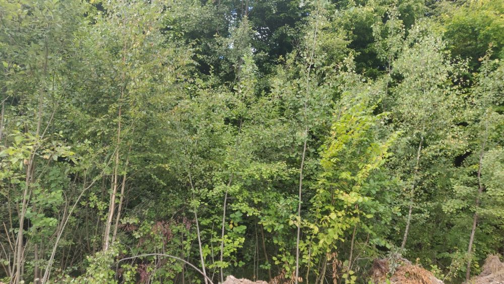 Ділянка 6 сот, Автобазар,20 хв від міста,з каліткою в ліс,