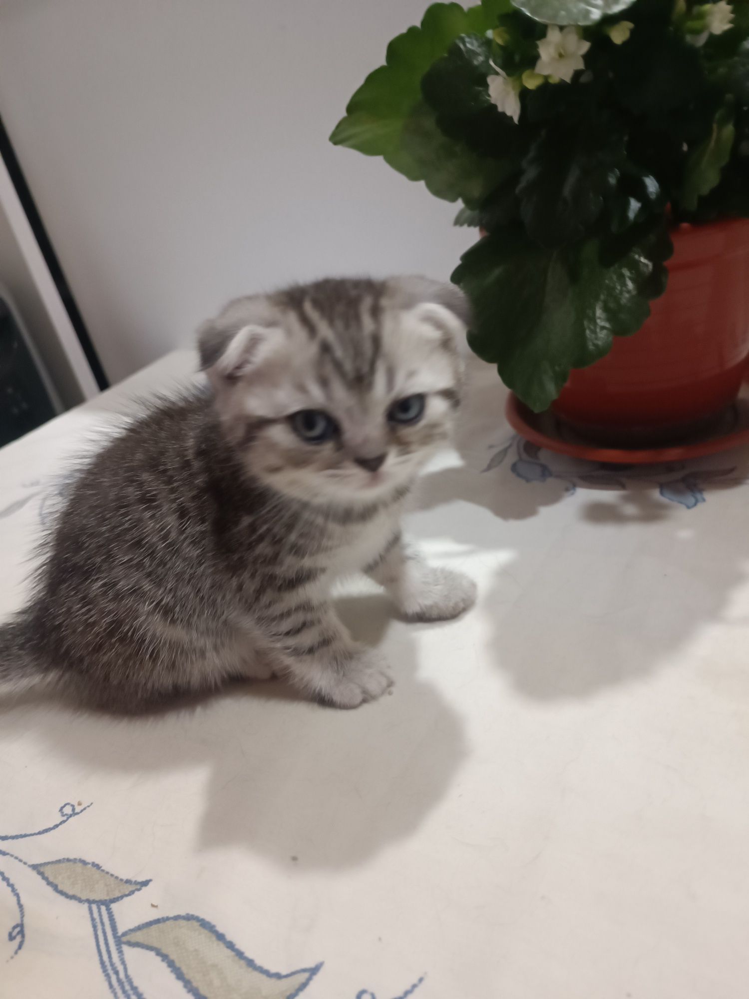 Uma gatinha scotitsh fold