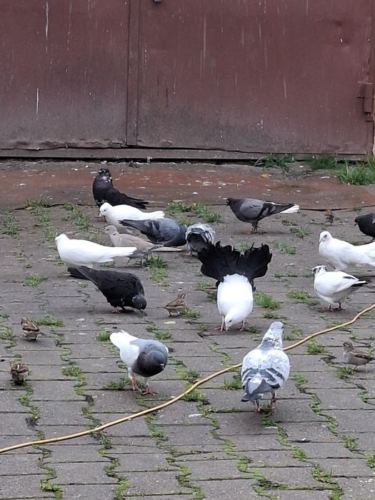 Sprzedam golebie nadwyżkę