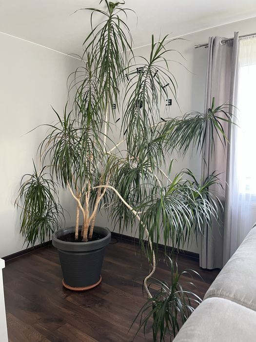 Dracena ,kwiat doniczkowy , duży, prezent , ogród